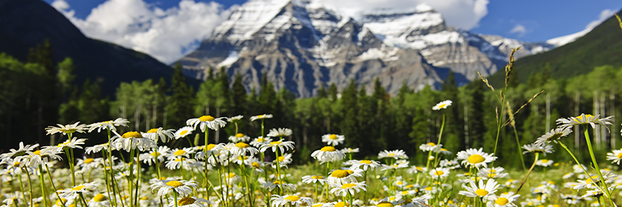 Daisies in a valley with a large mountain in the background. 
