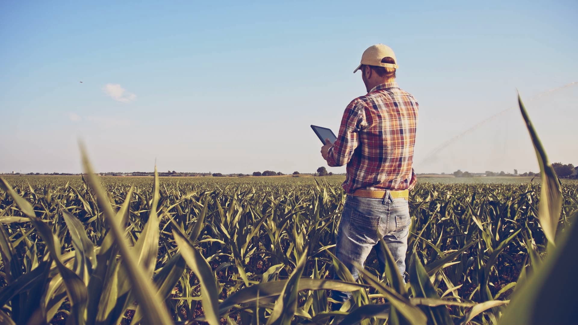 Farmer standing in a field of crops looking at a tablet. 