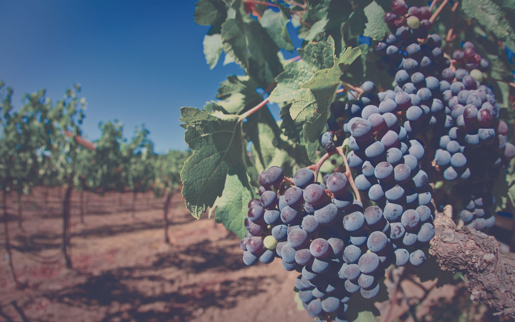 Closeup of grapes in a vineyard